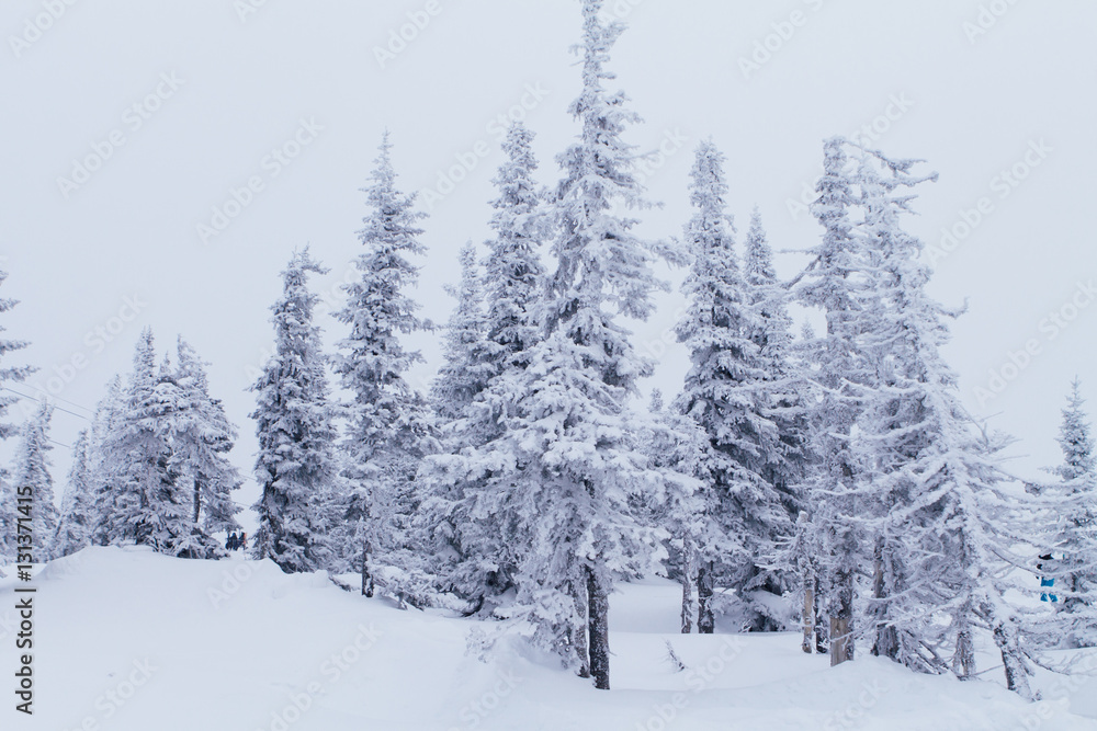 Cold and snowy winter landscape. Cold and snowy winter landscape.