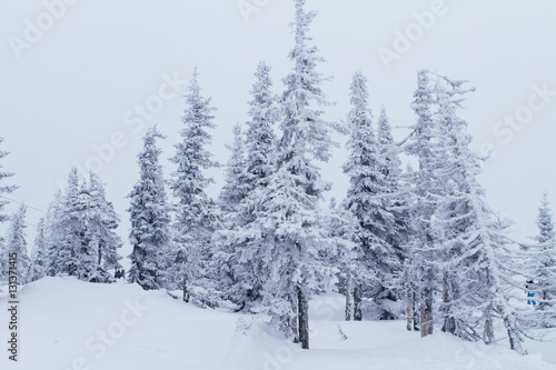 Cold and snowy winter landscape.