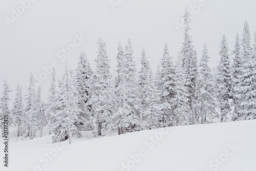 Cold and snowy winter landscape.