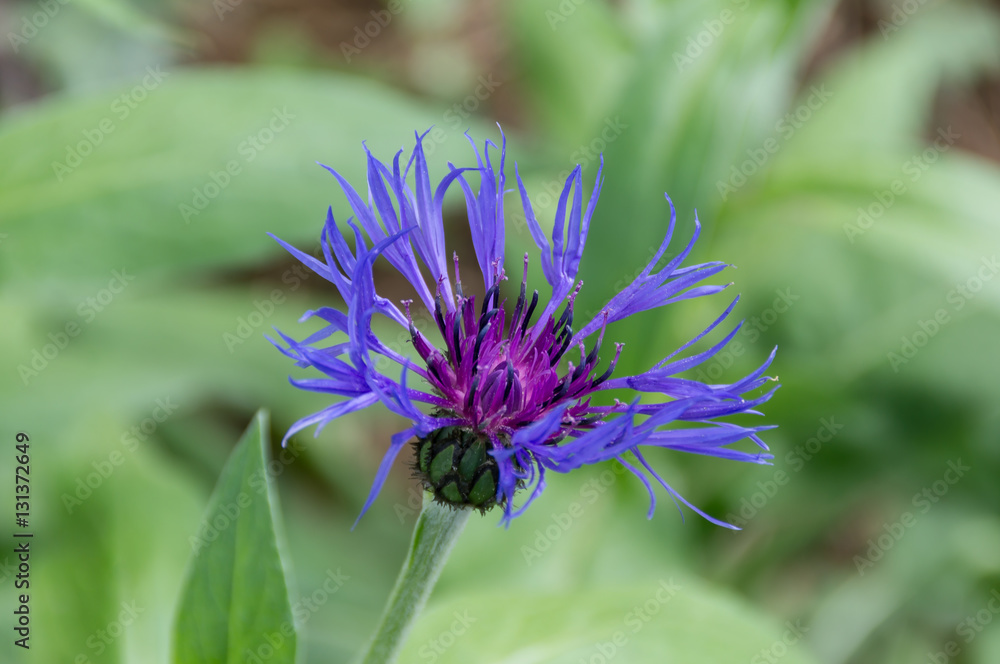 Blüte der Berg Flockenblume, Centaurea montana Blüte der Berg Flockenblume, Centaurea montana