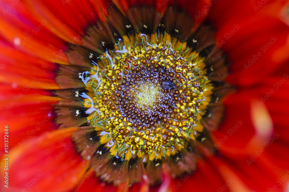 Closeup of the wet central portion of a red daisy Closeup of the wet central portion of a red daisy