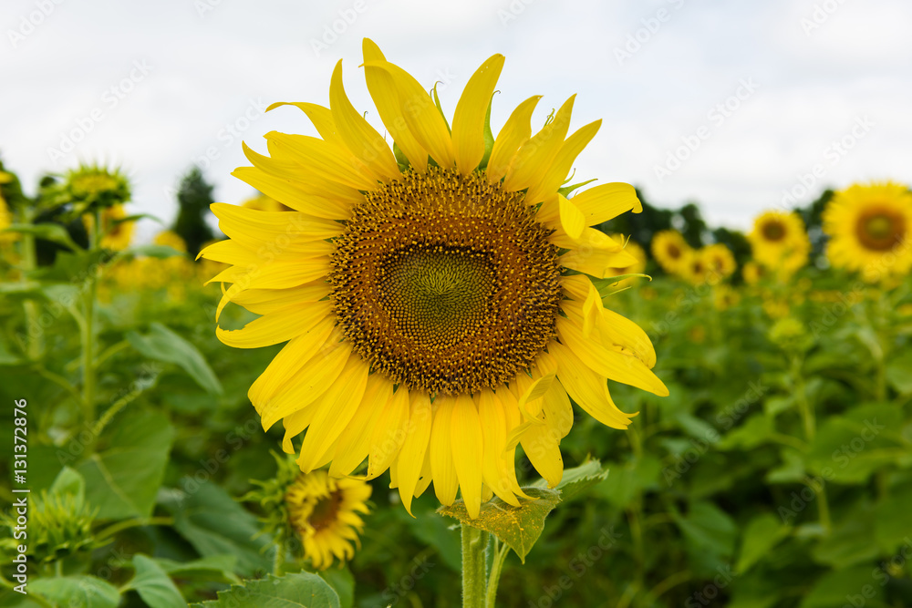 sunflower field over cloudy blue sky