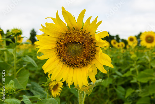 sunflower field over cloudy blue sky