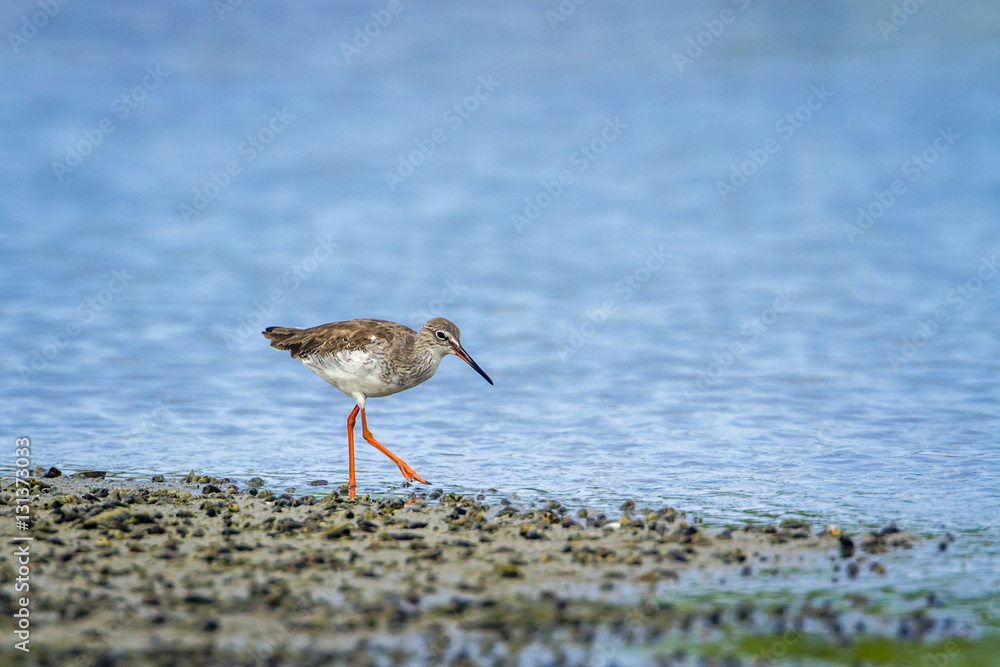 Common redshank in Kalpitiya, Sri Lanka Common redshank in Kalpitiya, Sri Lanka