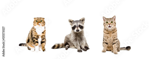 Raccoon and two cats sitting together © sonsedskaya