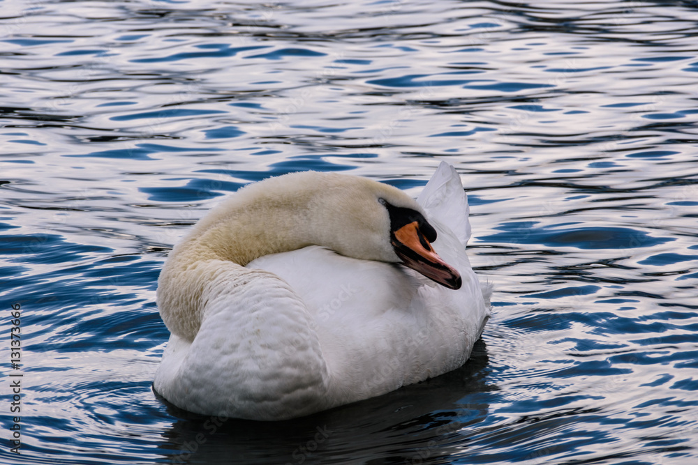 Fototapeta premium Royal swan warming itself on the water