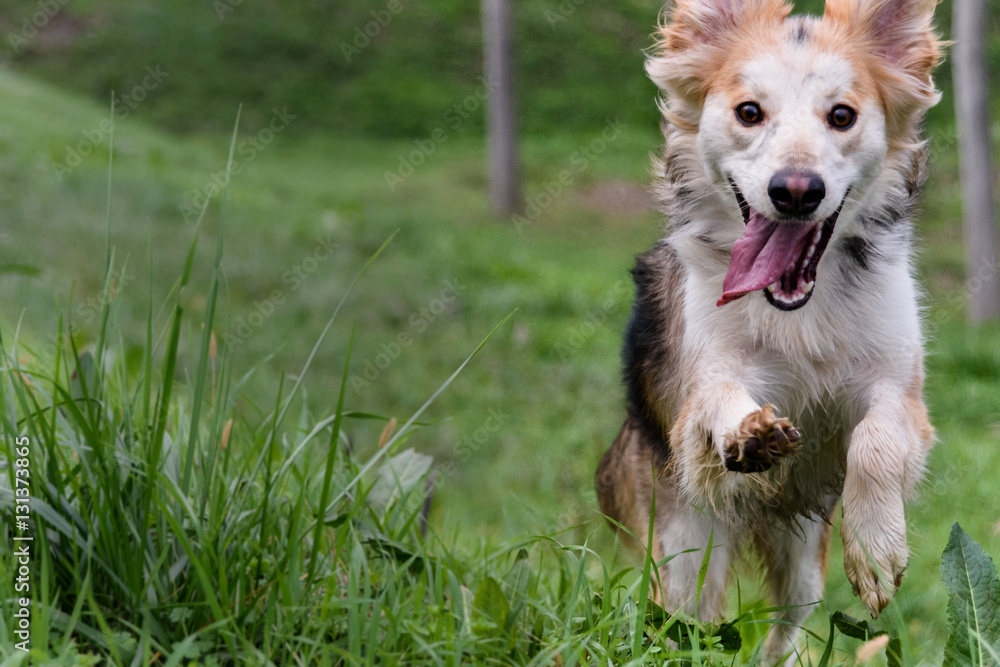 Dog running happily towards the camera Dog running happily towards the camera