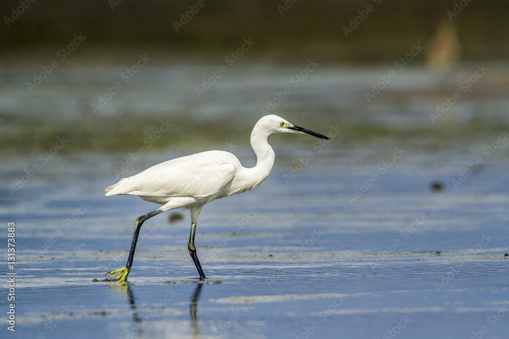 Little egret in Kalpitiya, Sri Lanka Little egret in Kalpitiya, Sri Lanka