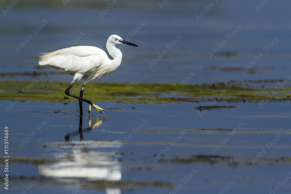 Little egret in Kalpitiya, Sri Lanka Little egret in Kalpitiya, Sri Lanka