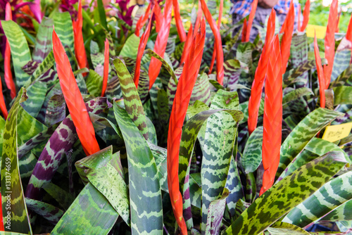 bromeliad or vriesea splendens flower