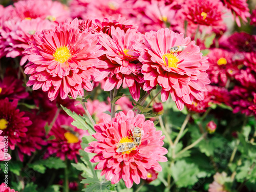 Red Chrysanthemum bed flower for background