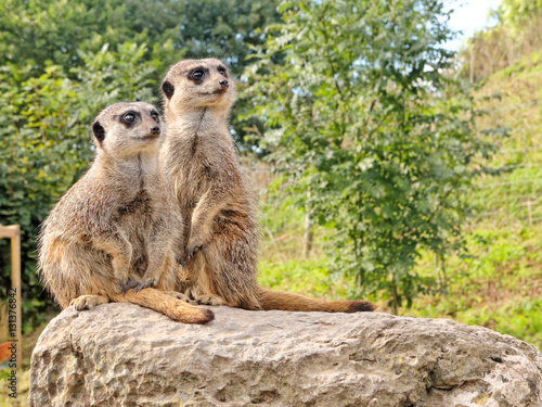 Two meerkats standing guard on rock.
