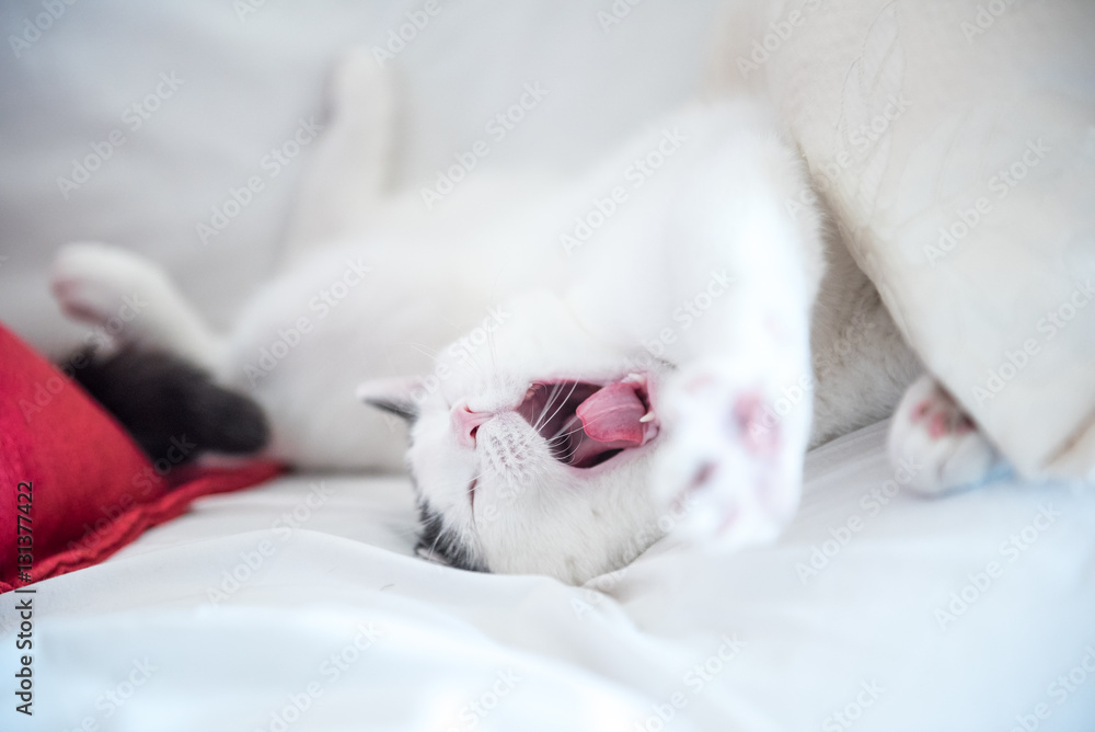 White cat lying belly up yawns after waking up. It is between pillows on the sofa White cat lying belly up yawns after waking up. It is between pillows on the sofa