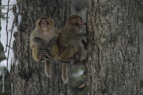 Monkeys on a tree © Danil