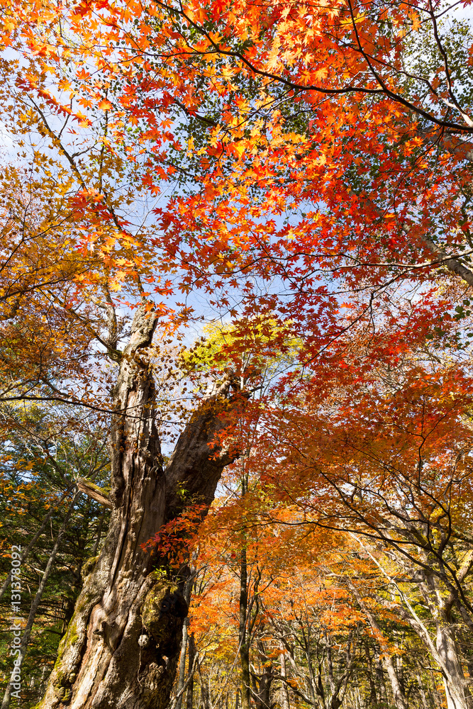 Autumn maple leaves