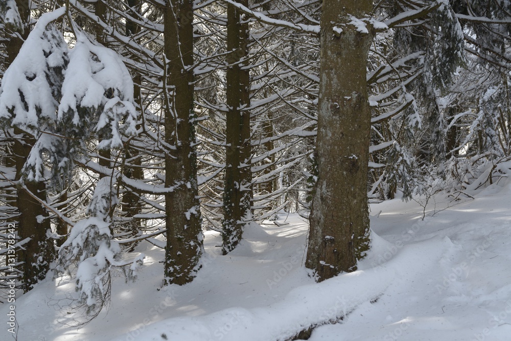 Randonnée dans les Vosges neige Randonnée dans les Vosges neige