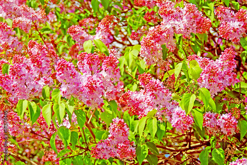 Lilac blooms. A beautiful bunch of lilac closeup. Green branch with spring flowers. Lilac flowers on tree in garden.