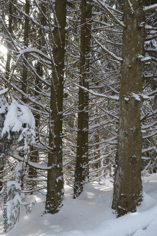 Fototapeta premium Randonnée dans les Vosges neige