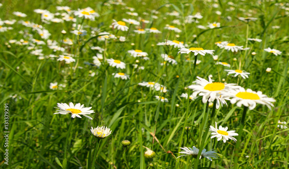 Wildflowers daisies blooming in the field. Wildflowers daisies blooming in the field.