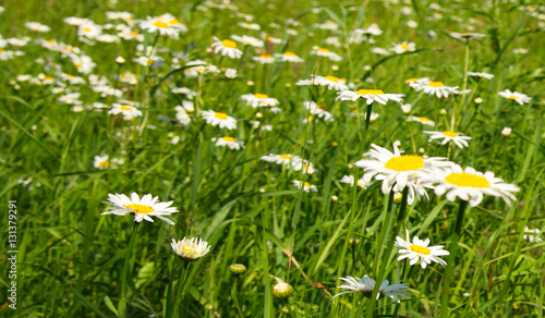 Wildflowers daisies blooming in the field. 