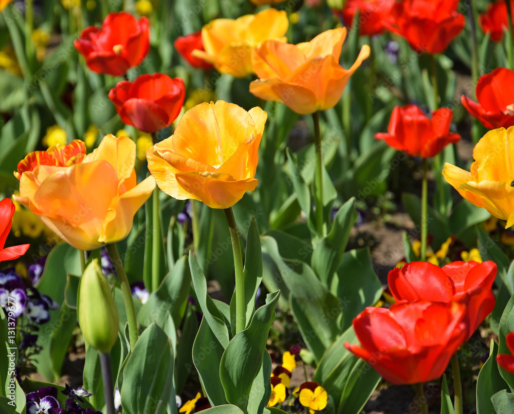 Tulips in the garden Tulips in the garden