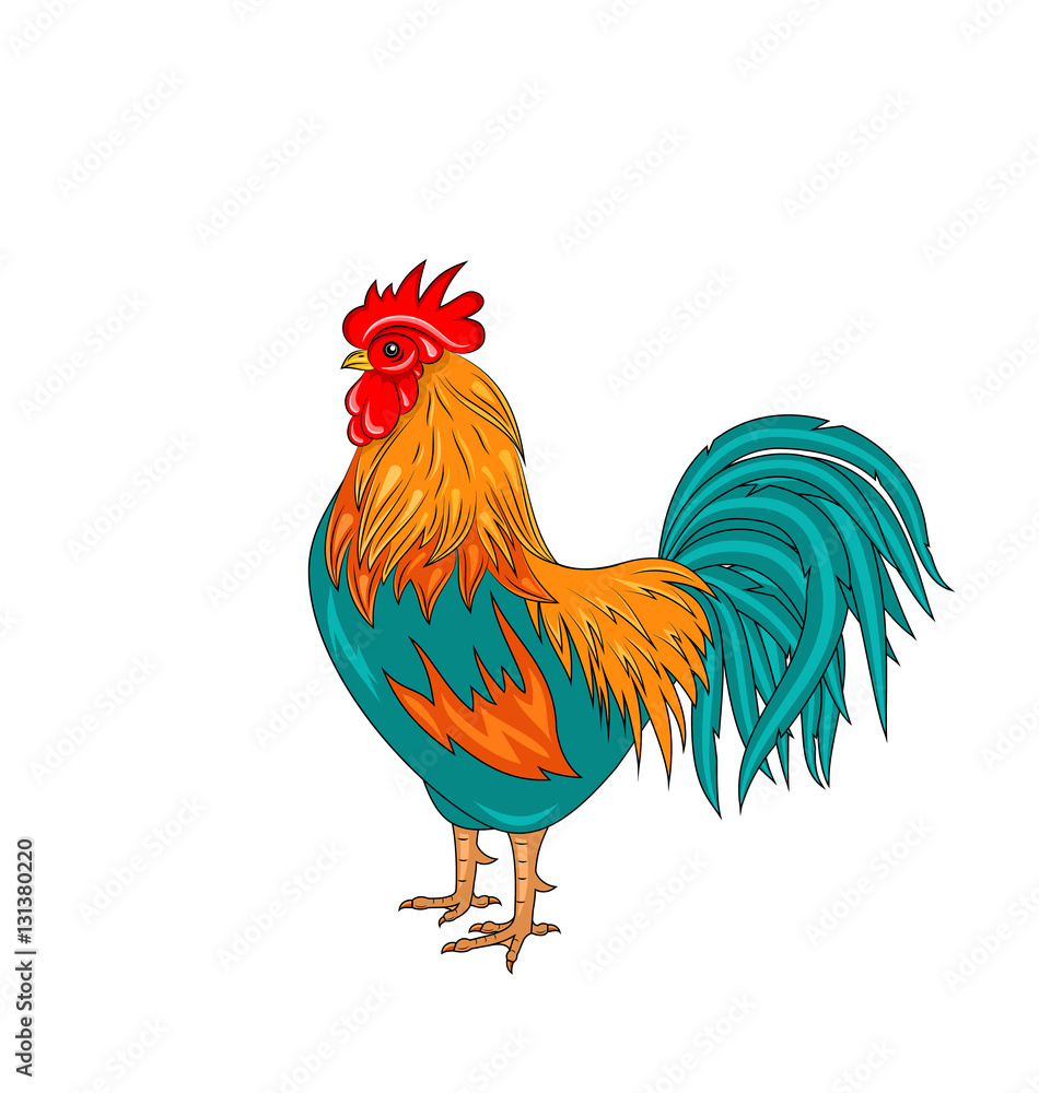 Rooster Isolated on White Background