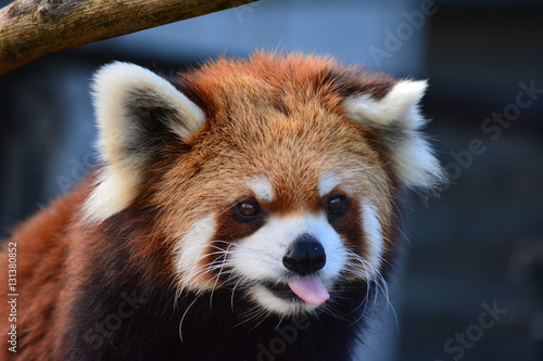 Fotografie レッサーパンダ