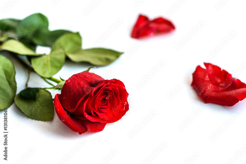 Red rose isolated on white background Red rose isolated on white background