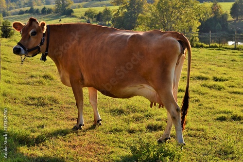 Jersey cow