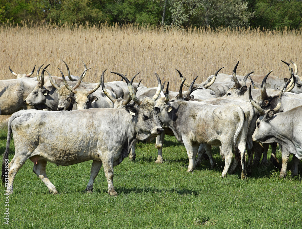Wild cattle on the meadow Wild cattle on the meadow