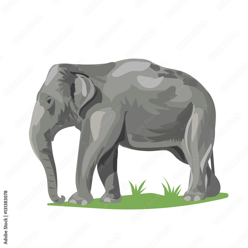 Fototapeta premium elephant at the grass