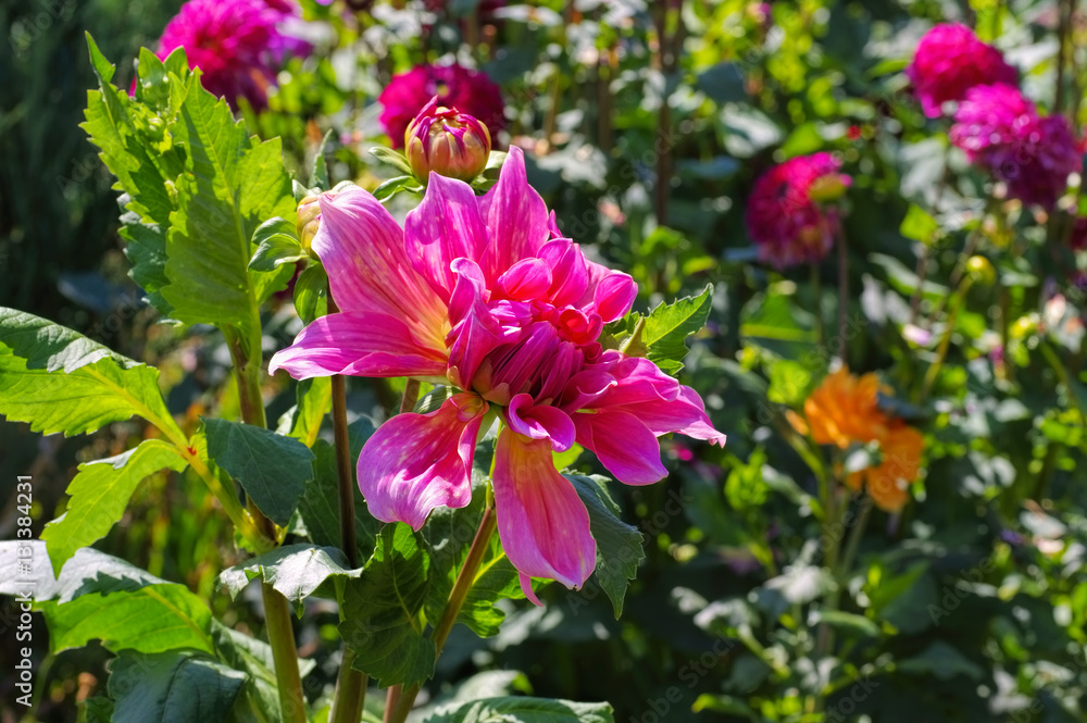 Dahlie Penhill Dark Monarch - Dahlia flower variety Monarch Dahlie Penhill Dark Monarch - Dahlia flower variety Monarch