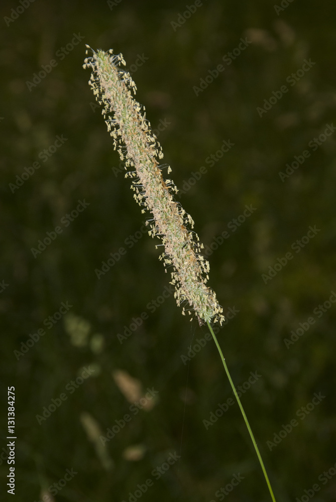 Naklejka premium Meadow foxtail