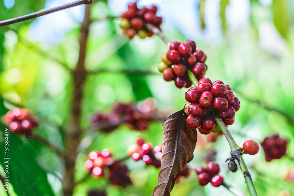 Red Coffee beans on a branch of coffee tree