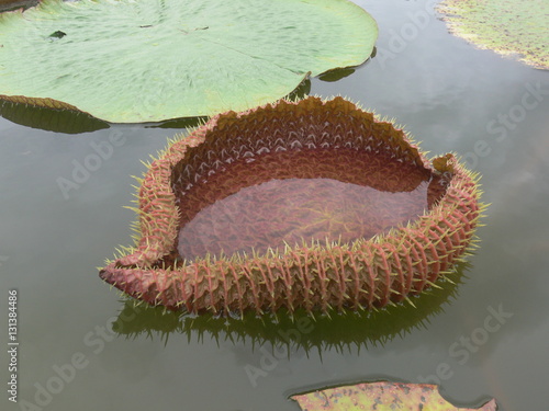 Photography Royal water-lily or  Victoria