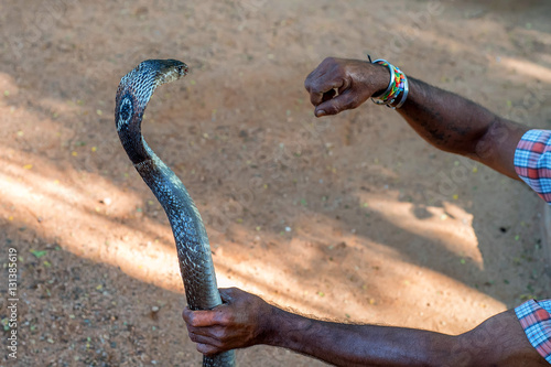 Фотография Snake charmer plays with indian cobra