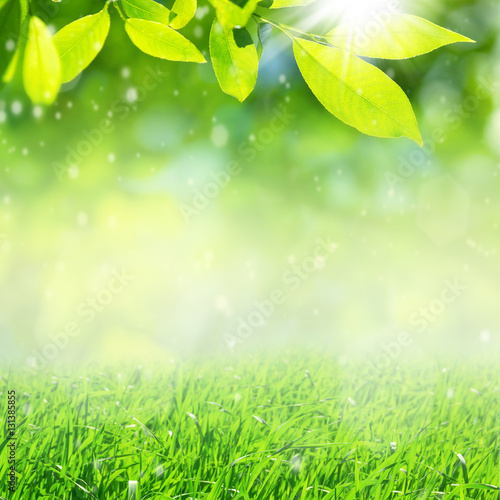 Spring nature background with bright green leaves and grass.