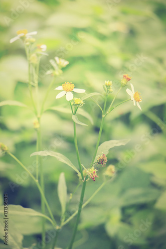 beautiful single flower grass : Tridax procumbens or coatbuttons or tridax daisy (vintage style : selective focus) 