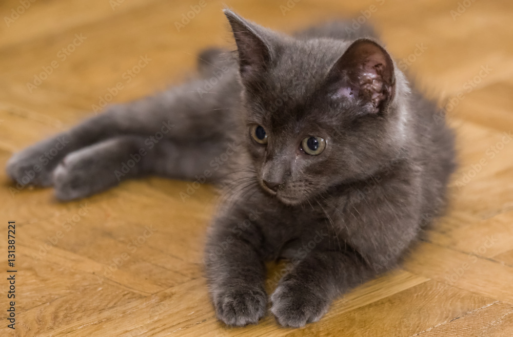 A beautiful portrait of a cute Russian blue kitten A beautiful portrait of a cute Russian blue kitten