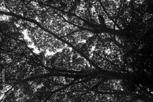 The shadow of tree
