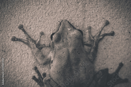 The BW of frog 