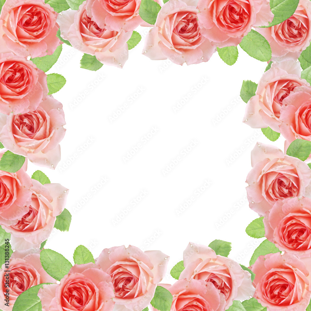 Beautiful floral background of pink roses 