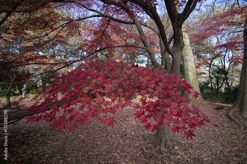 Fall colors