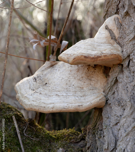 Baumstamm und Pilz photo