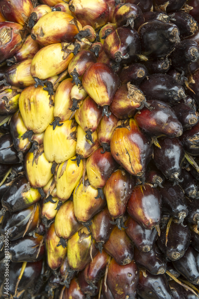 Close-up of the oily fruit of the dende (dendê) palm at a harvest in Bahia, Brazil Close-up of the oily fruit of the dende (dendê) palm at a harvest in Bahia, Brazil