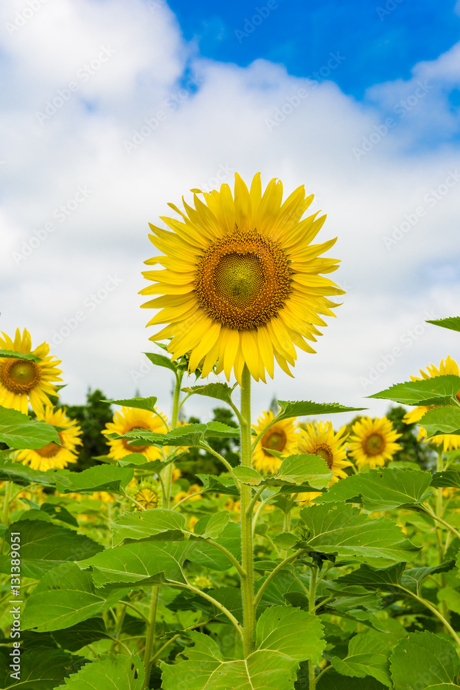 Fototapeta premium sunflower field over cloudy blue sky