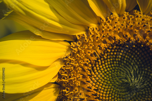 close up sunflower