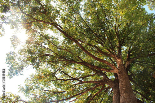 wide view texture of tree