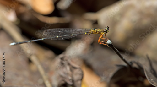 Dragonfly, Dragonflies of Thailand ( Copera vittata ), Dragonfly rest on twigs