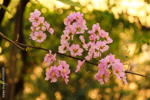 Lagerstroemia loudoni flower